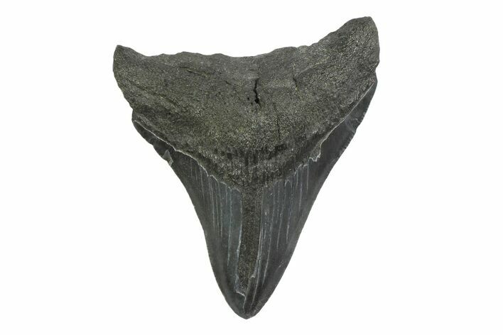 Fossil Megalodon Tooth - South Carolina #356844